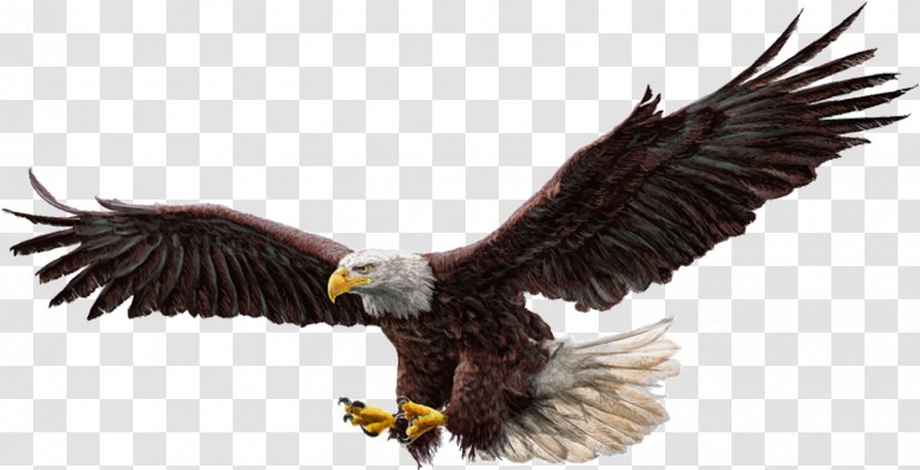 Bald Eagle Bird Flight Drawing - Fotolia Transparent PNG