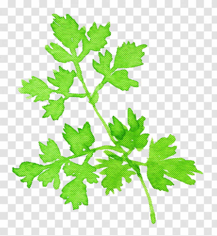 Parsley Transparent PNG