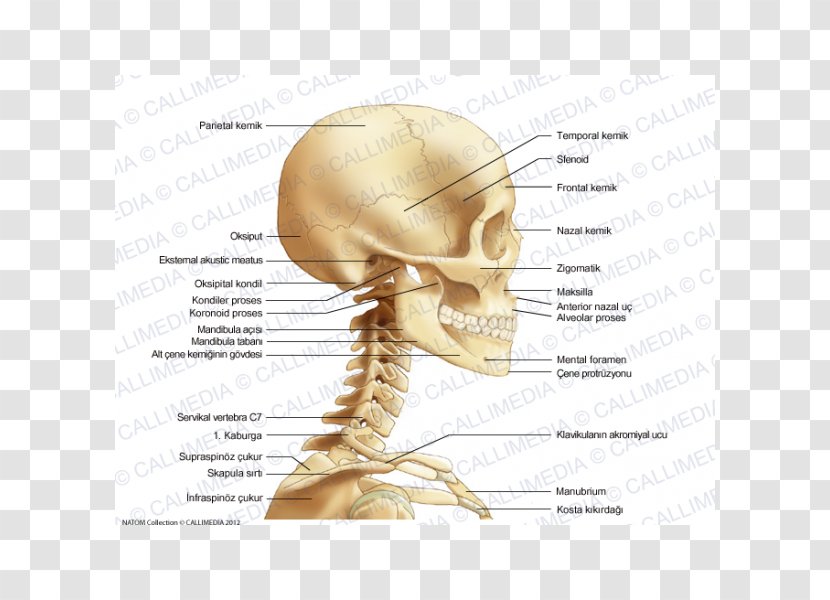 Bone Neck Head Human Skull Anatomy - Frame Transparent PNG