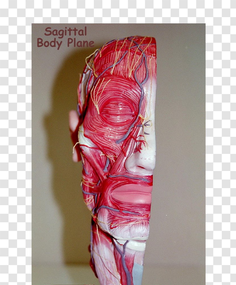 Shoulder Sagittal Plane Coronal Anatomy Human Body - Heart - Skull Transparent PNG