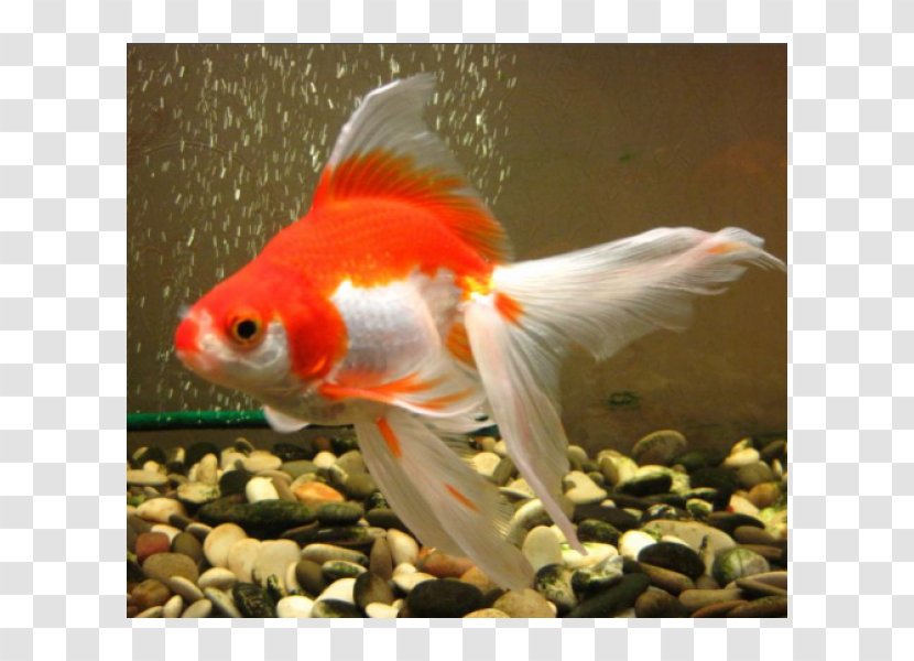 Goldfish Koi Feeder Fish Tail Transparent PNG