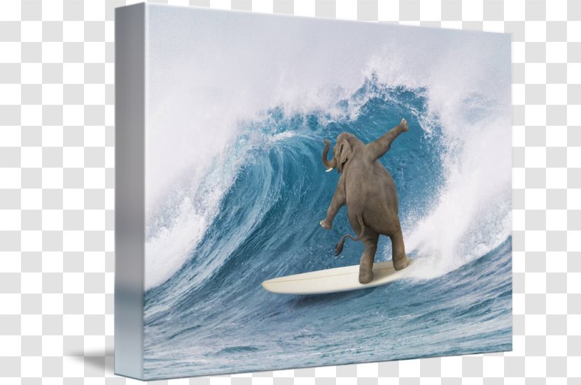 Surfing Surfboard Elephant Longboarding - Surf - Board Transparent PNG