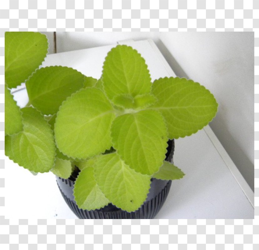 Mexican Mint Plectranthus Argentatus Plants Gum Trees Oregano - Massage - EUKALYPTUS Transparent PNG