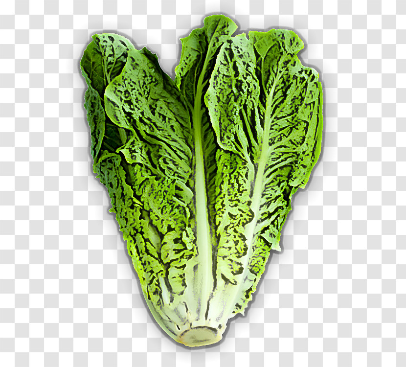 Leaf Vegetable Cabbage Vegetable Chard Romaine Lettuce Transparent PNG