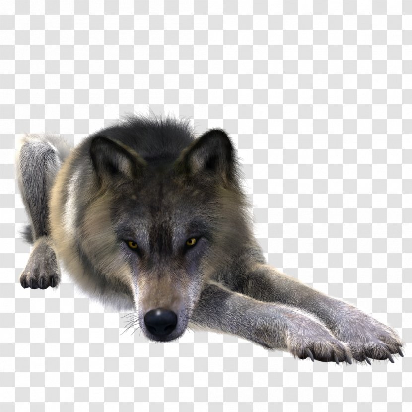 Greenland Dog Coyote Alaskan Tundra Wolf Canidae Stock Transparent PNG