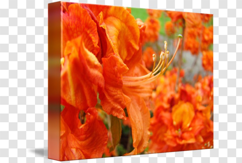 Petal Cut Flowers - Rhododendron Transparent PNG