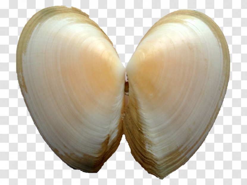 Cockle Clam Veneroida Tellinidae Conchology - Seashell Transparent PNG
