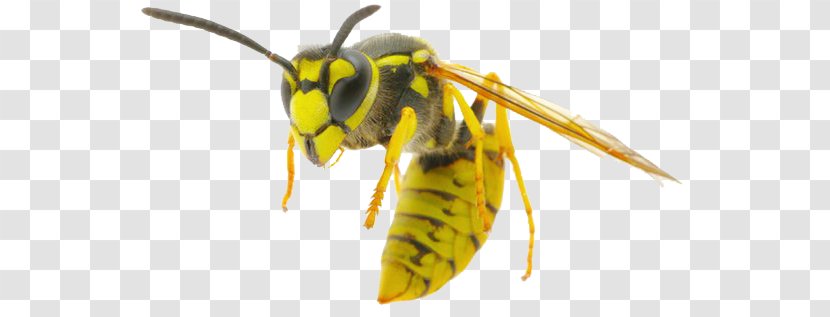 Bee Insect European Hornet Vespula Germanica Wasp - Pest Transparent PNG