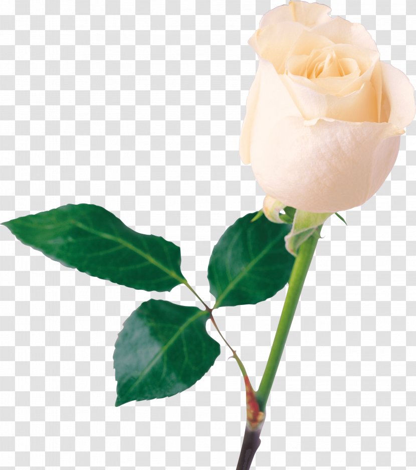 Rose Flower White - Garden Roses - Image Picture Transparent PNG