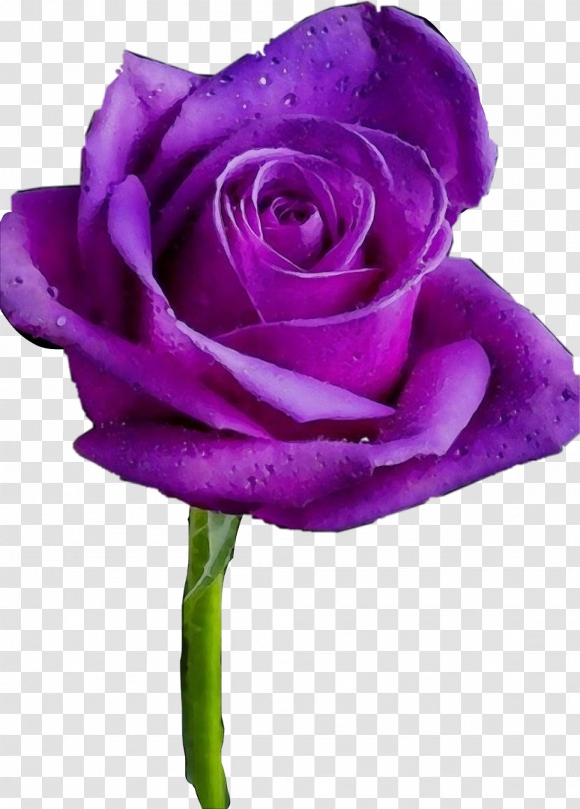 Blue Watercolor Flowers - Petal - Viola China Rose Transparent PNG