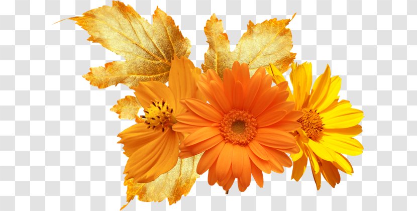 Flower Orange Common Daisy Yellow Color - Petal Transparent PNG