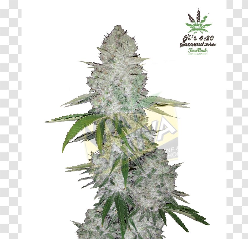 Gorilla Glue Autoflowering Cannabis Seed White Widow Marijuana - Plant - Sativa Transparent PNG