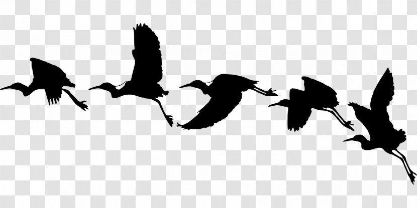 Bird Flight Silhouette Swallow - Migration Transparent PNG