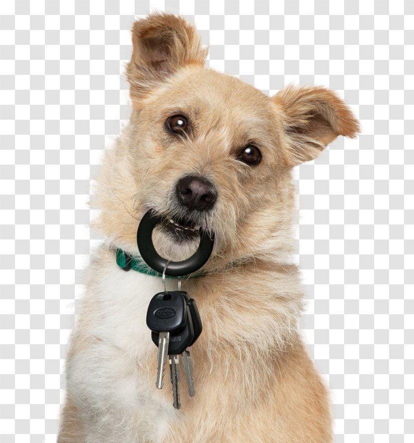 Norwich Terrier Norfolk Cairn Morkie Pet - Police Dog Transparent PNG