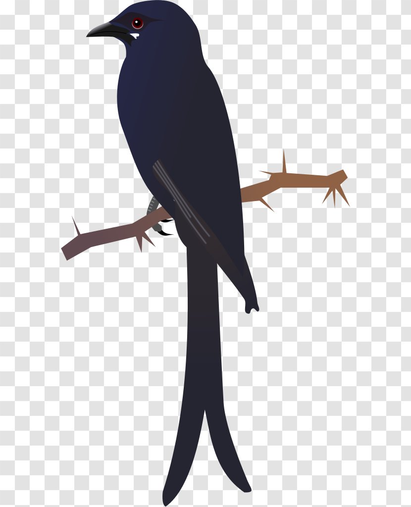 American Crow Bird New Caledonian Black Drongo - Blackbird Transparent PNG