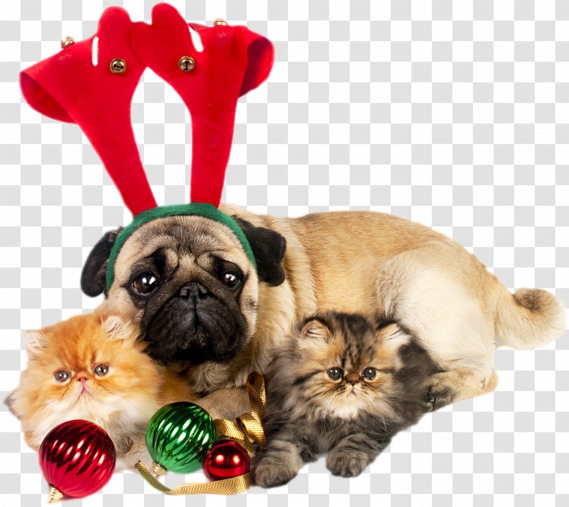 Pug Puppy Santa Claus Kitten Christmas - Love Transparent PNG