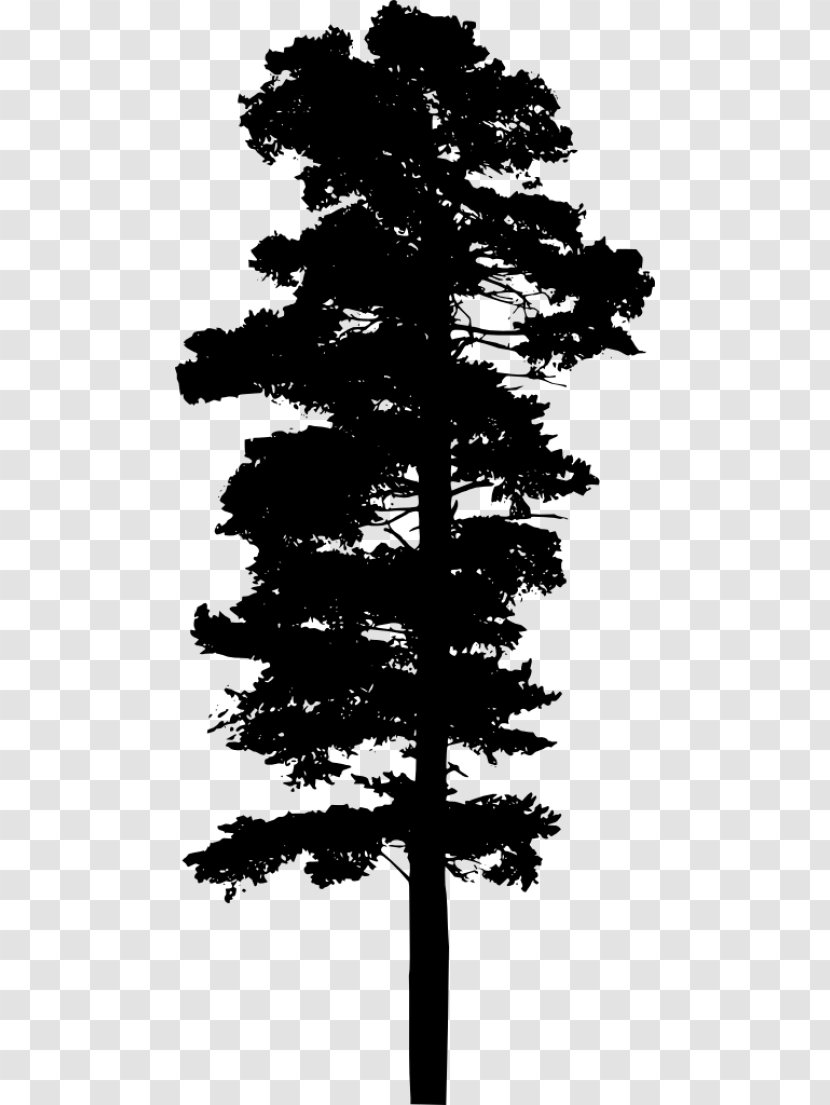 Family Tree Silhouette - Conifer - Cypress Western Yellow Pine Transparent PNG