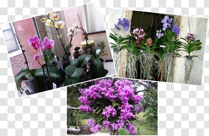 Orchids Floral Design Cut Flowers Minhas Plantas - Flower Bouquet - Plant Transparent PNG
