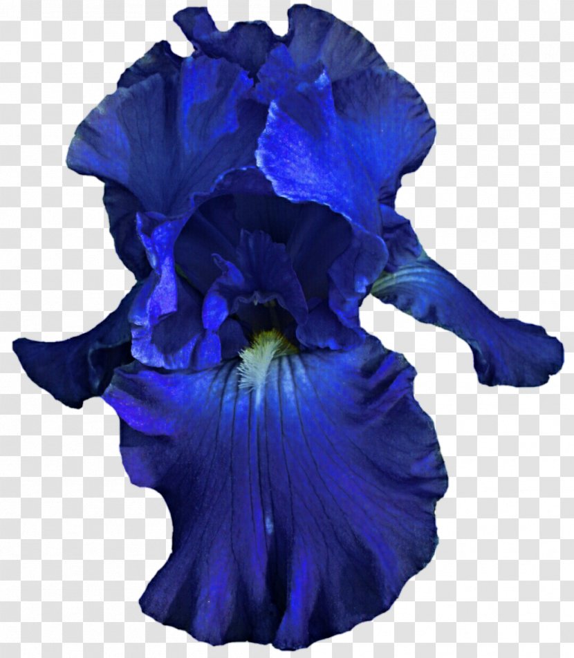 Cut Flowers Petal Violet Family - Iris Flower Transparent PNG