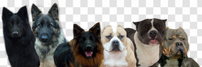 Dog Breed German Shepherd Mustang Bridle Snout - Horse - American Bully Transparent PNG