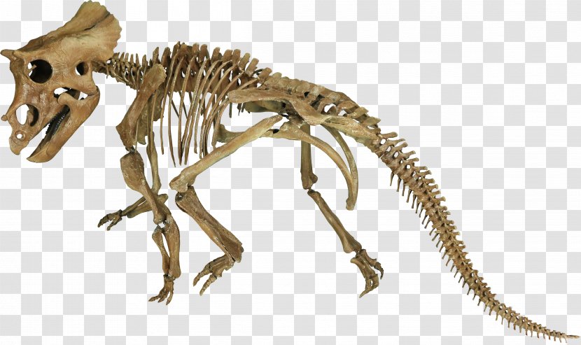 Tyrannosaurus Triceratops Late Cretaceous Hell Creek Formation Mosasaurus - Velociraptor - Dinosaur Transparent PNG