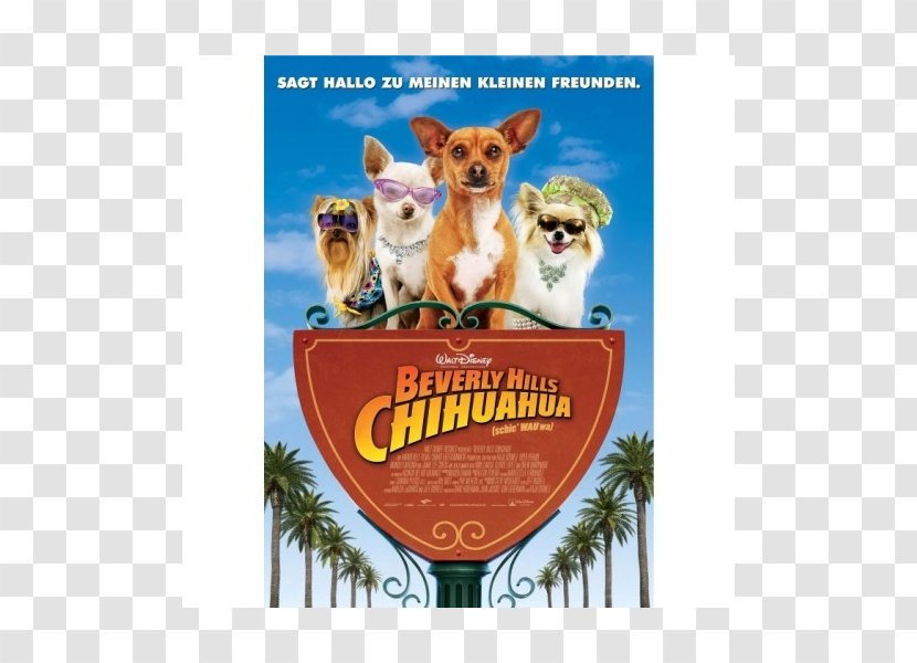 Beverly Hills Chihuahua 3: Viva La Fiesta! Film Cinema - 2 Transparent PNG
