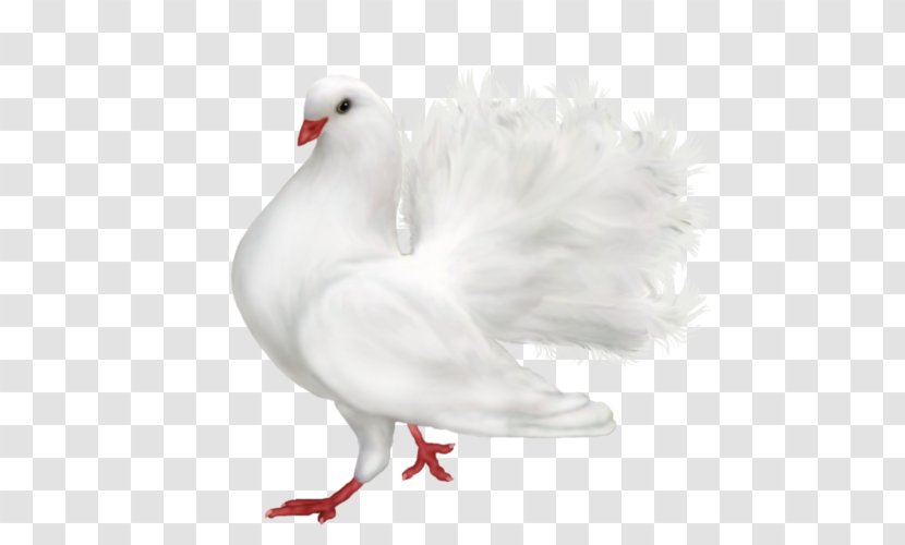 Columbidae Bird Domestic Pigeon Clip Art Transparent PNG
