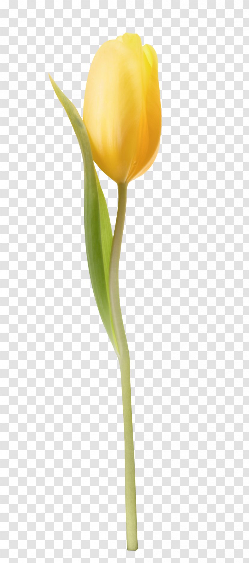 Cut Flowers Tulip Bud Paskha - Amber Transparent PNG