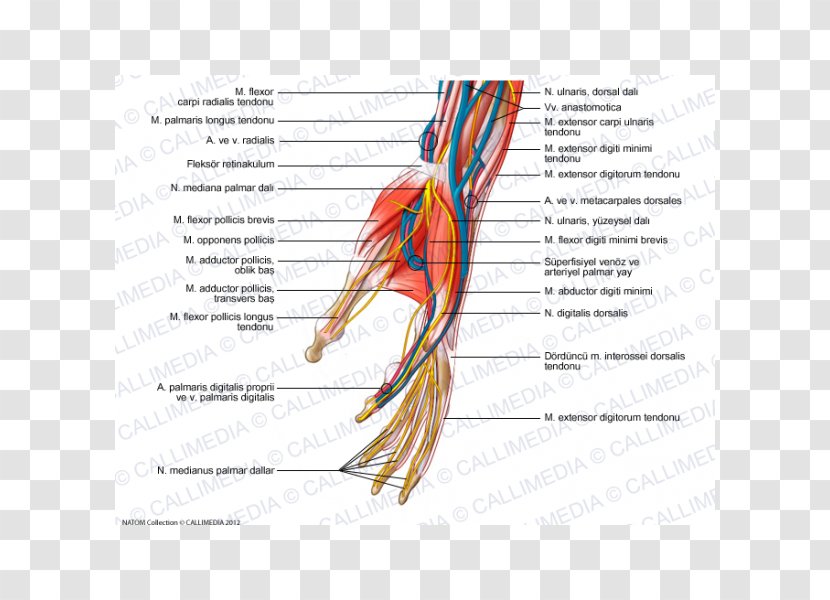 Nerve Hand Forearm Blood Vessel Muscle - Tree Transparent PNG