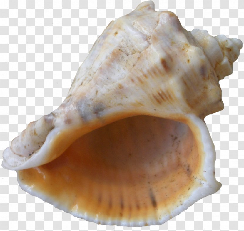 Sea Snail Beach Cockle - Clams Oysters Mussels And Scallops Transparent PNG