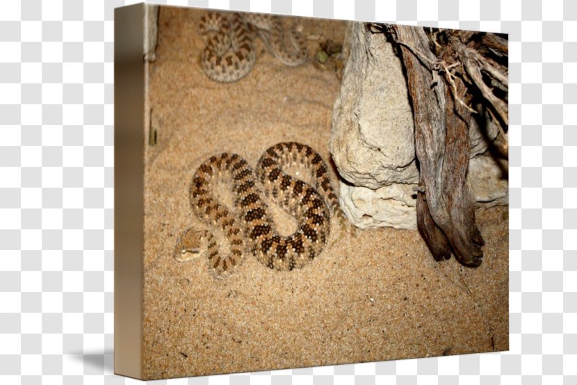 Snake Reptile Art Imagekind Pit Viper - Scaled Transparent PNG
