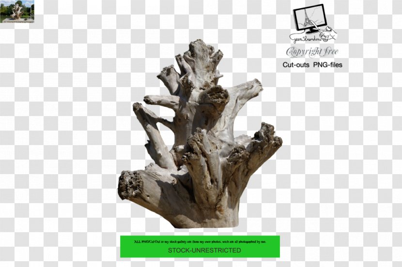 Tree Driftwood Trunk Branch - Plant Transparent PNG