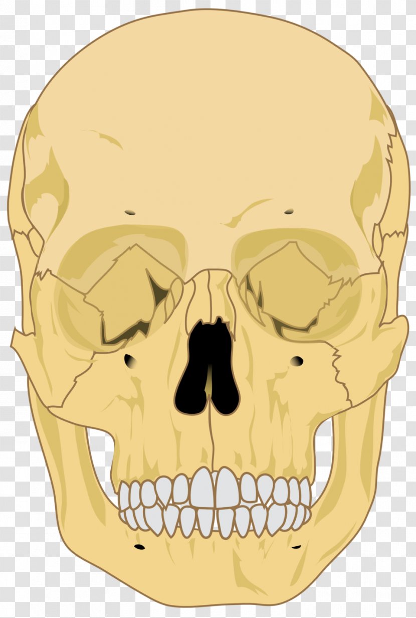 Human Skeleton Skull Body Homo Sapiens - Clipart Transparent PNG