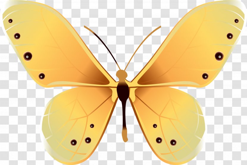 Butterfly Insect - Pollinator - Batterfly Transparent PNG