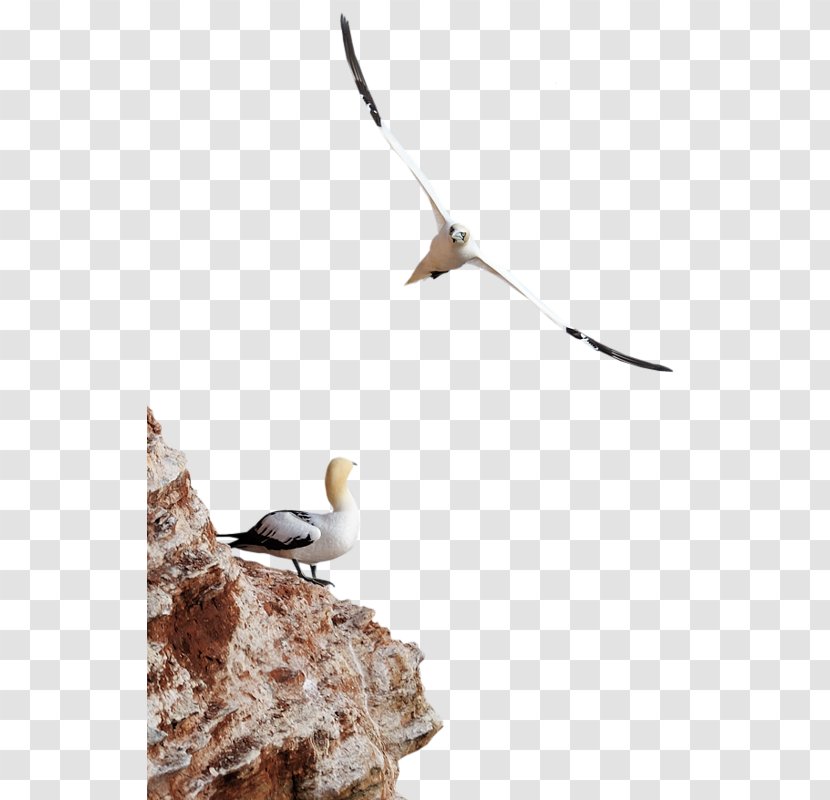 Seabird Gulls Clip Art - Bird Transparent PNG
