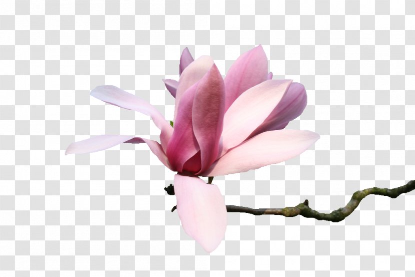 Flowers:Le Volume Sur Primtemps Magnolia Tube PSP - Pink - Flower Transparent PNG