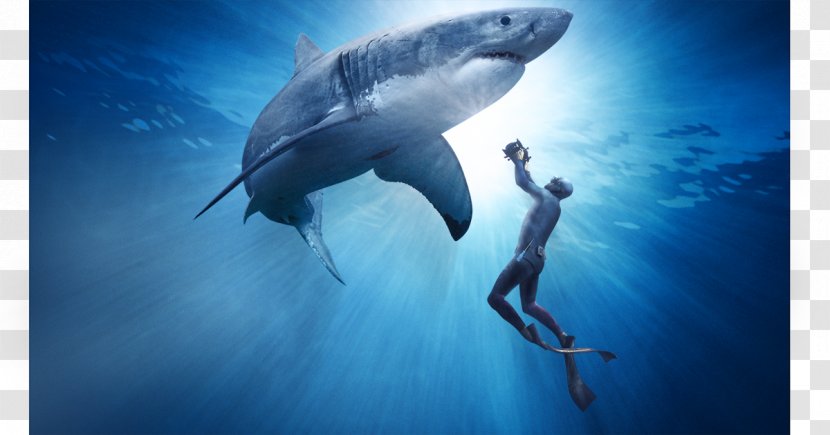 Great White Shark Documentary Film Predation - Underwater Transparent PNG