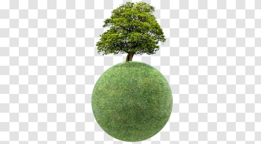 植物比你想的更聰明：植物智能的探索之旅 Royalty-free Stock Photography Tree - Royaltyfree Transparent PNG