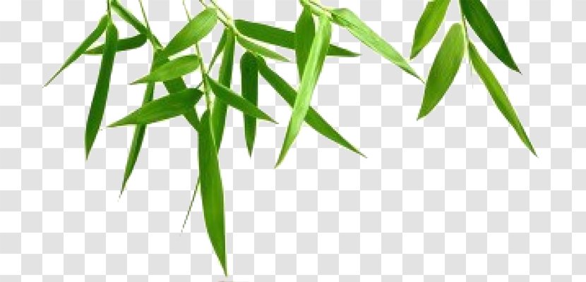 Bamboo Photography - Triangle - Leaf Transparent Background Transparent PNG