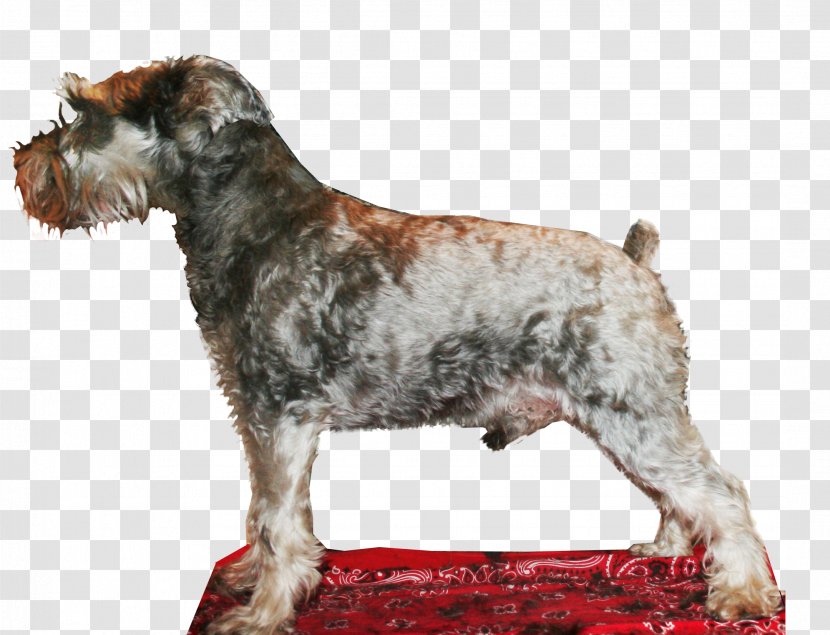 Cesky Terrier Miniature Schnauzer Standard Dog Breed Lakeland Transparent PNG