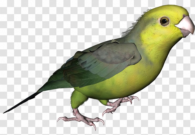 Lovebird Parakeet Feather Beak Pet - Parrot Transparent PNG
