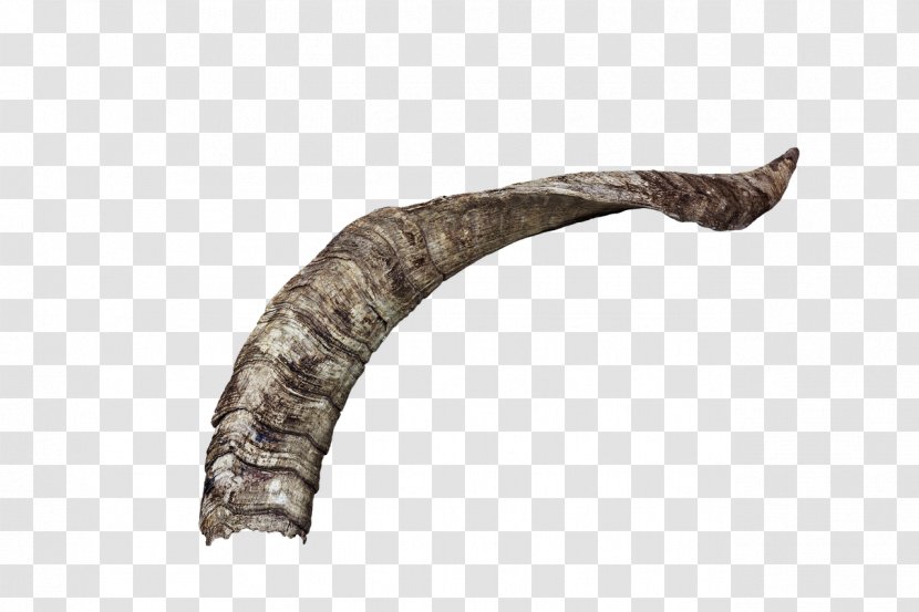 Image Goat Horn Download - Photography Transparent PNG