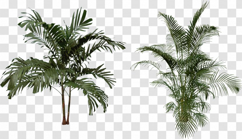 Arecaceae Clip Art - Elaeis - Palm Tree Transparent PNG