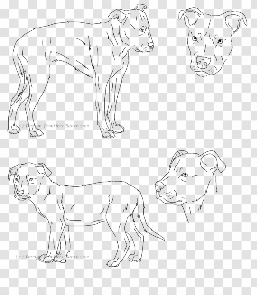 Pit Bull Drawing Cat Lion Art - Carnivoran - Pitbull Transparent PNG
