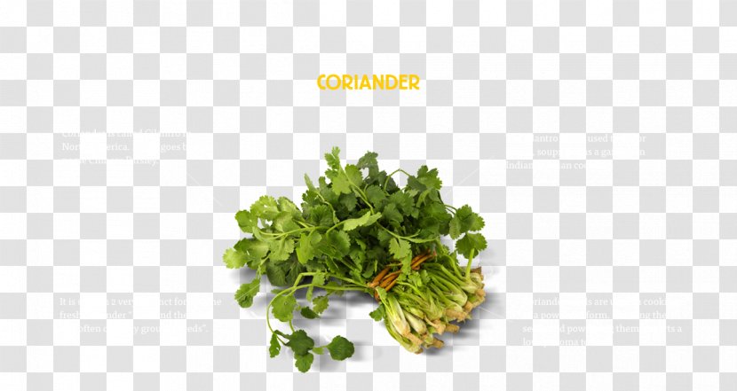 Chutney Coriander Parsley Herb Photography - Food - Brown Rice Noodles Asia Transparent PNG
