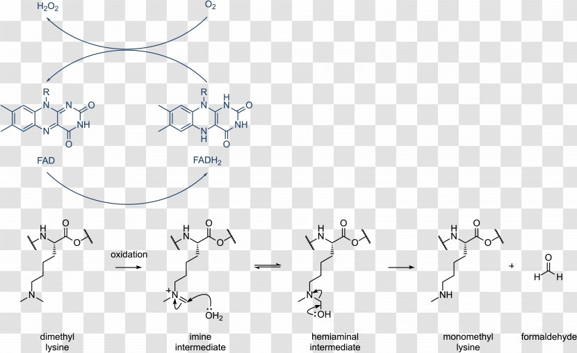 Histone Methylation Demethylation Acetylation And Deacetylation - Lysine - Arginine Transparent PNG