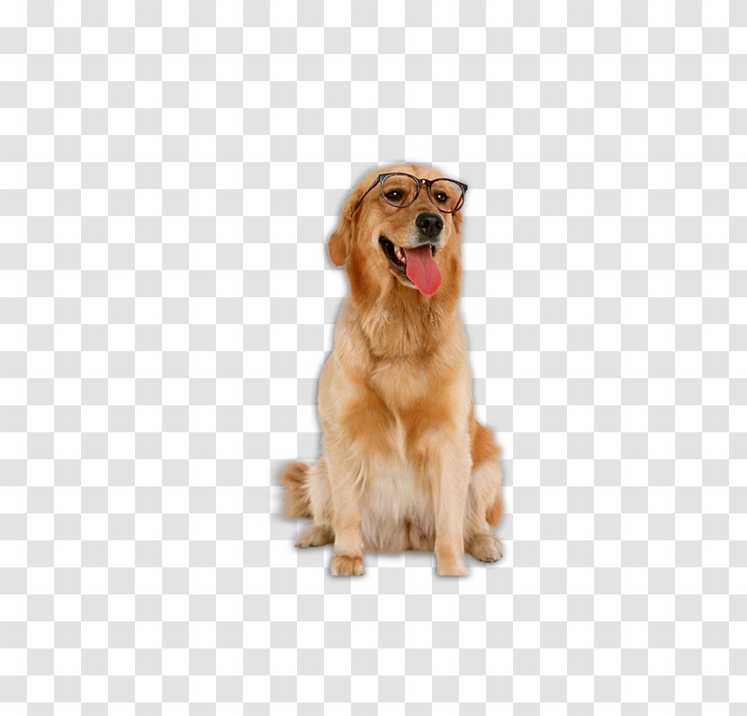 Golden Retriever Labrador Poodle Bichon Frise The Intelligence Of Dogs - Dog Transparent PNG