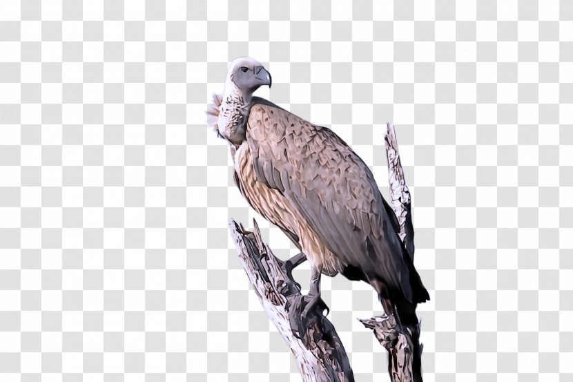 Bird Of Prey Beak Vulture Osprey - Falconiformes - Wildlife Transparent PNG