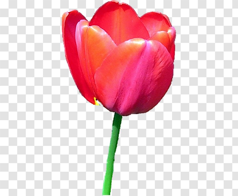 Tulip Flower Icon - Pink Flowers Transparent PNG