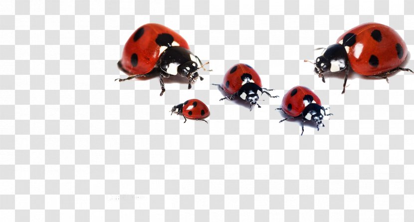 Beetle Ladybird High-definition Television Family Wallpaper - Orange - Ladybug Group Transparent PNG